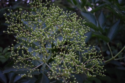 Sambucus Hyld Busk Bær Frøstande